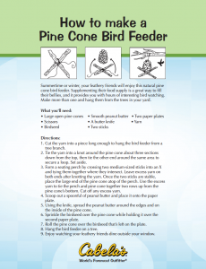How to Make a Pine Cone Feeder